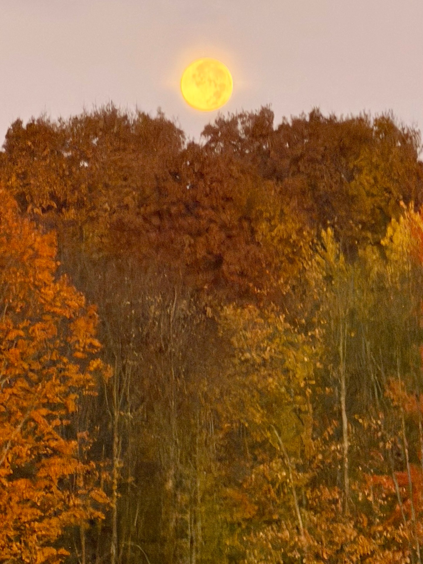 Keeping the Faith in The Great Pumpkin – Part-Time Sunshine's Backyard ...